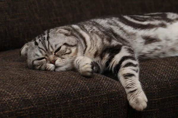 Μια Κοντινή Φωτογραφία Μιας Σκωτσέζας Γάτας Ξαπλωμένης Στον Καναπέ — Φωτογραφία Αρχείου