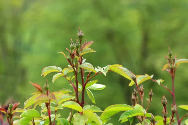 Eine Nahaufnahme Blühender Rosenknospen Auf Einem Feld Sonnenlicht Mit Verschwommenem — Stockfoto