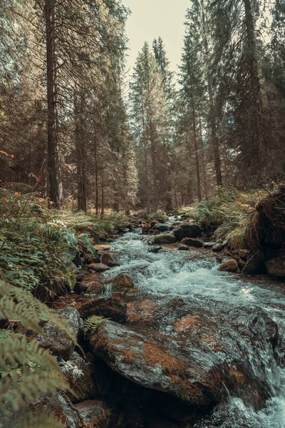Eine Vertikale Aufnahme Eines Baches Inmitten Des Waldes — Stockfoto