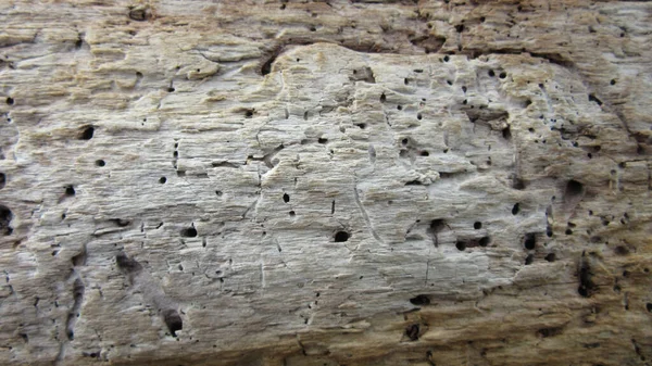 Detaillierte Nahaufnahme Von Holz Mit Löchern Aufgrund Von Insektenschäden — Stockfoto