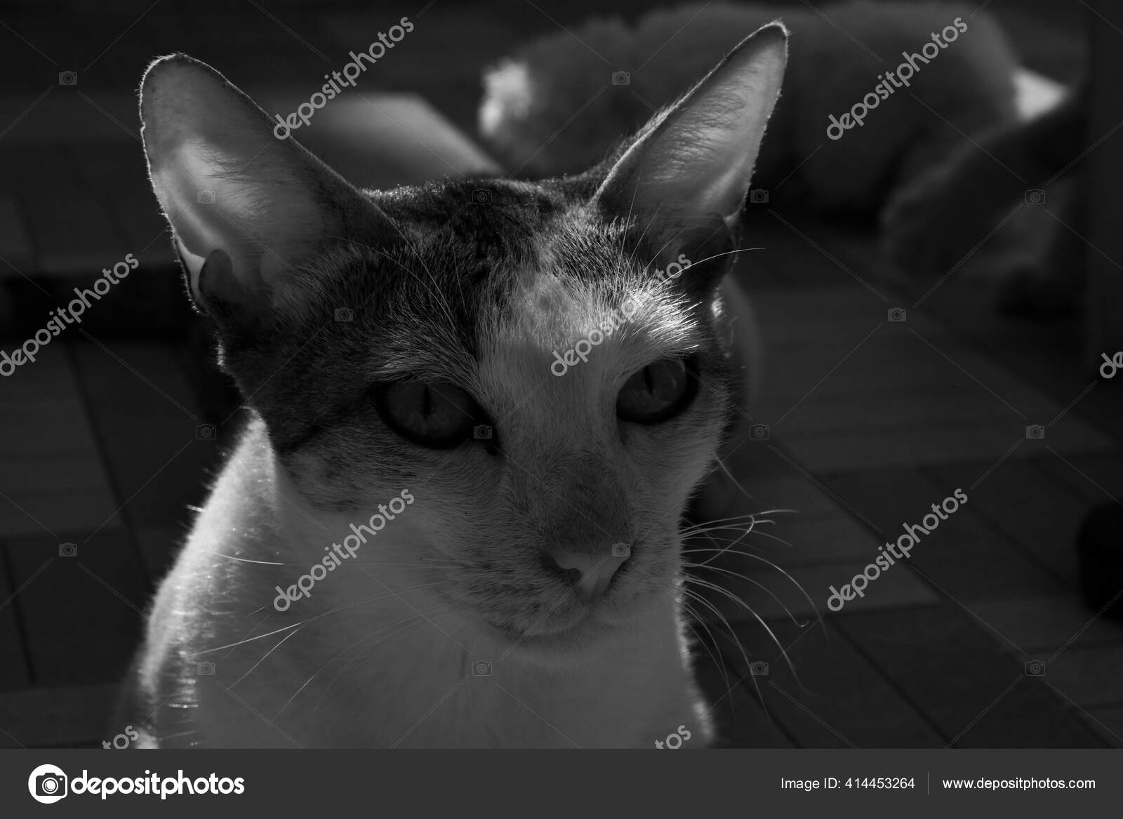 Gros Plan Niveaux Gris Chat Bresilien Poil Court Dans Une Image Libre De Droit Par Wirestock C Gros Plan Niveaux Gris Chat Bresilien Poil Court Dans Une Image Libre De Droit Par Wirestock C