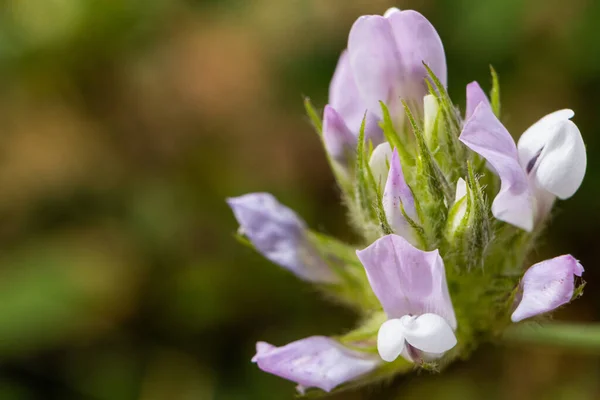 Tiro Macro Planta Selvagem Florescendo Ononis Arvensis — Fotografia de Stock