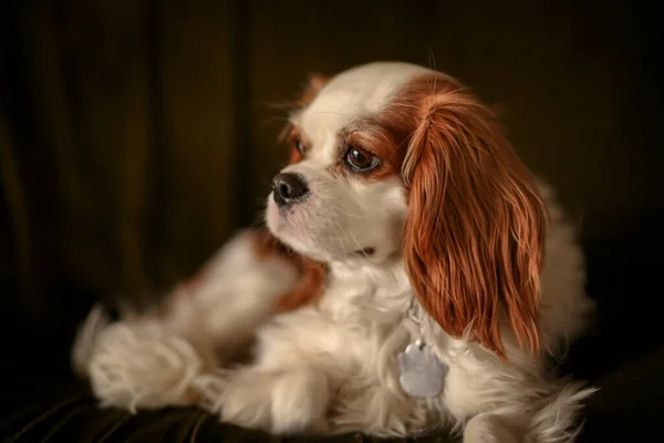 A closeup shot of King Charles Cavalier Spaniel with dark background