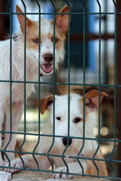 Kafesteki Iki Şirin Beyaz Kahverengi Cardigan Galli Corgi Köpeğinin Dikey — Stok fotoğraf