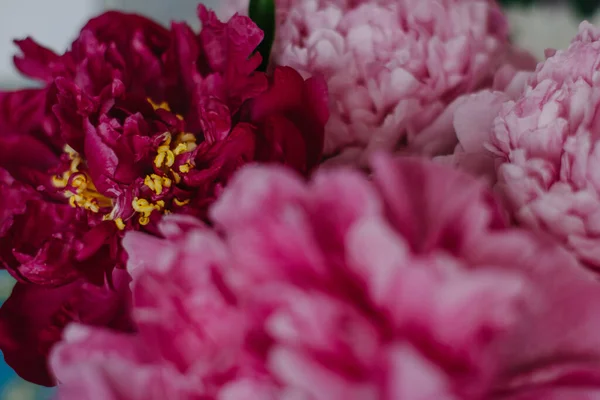 Selective Focus Beautiful Blooming Peonies — Stock Photo, Image