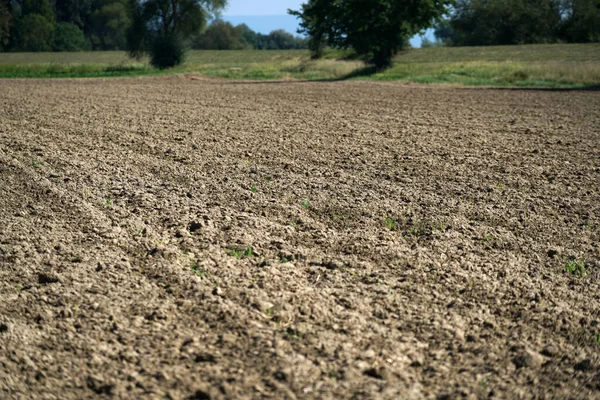 Campo Com Solo Plantas Crescimento Durante Dia — Fotografia de Stock