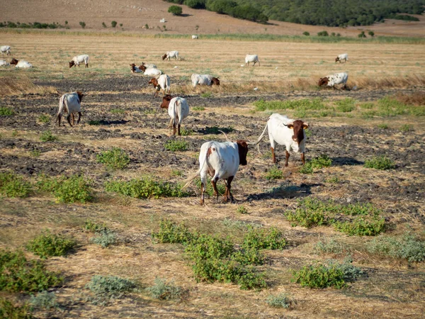 Una Manada Vacas Pastando Campo Rural — Foto de Stock
