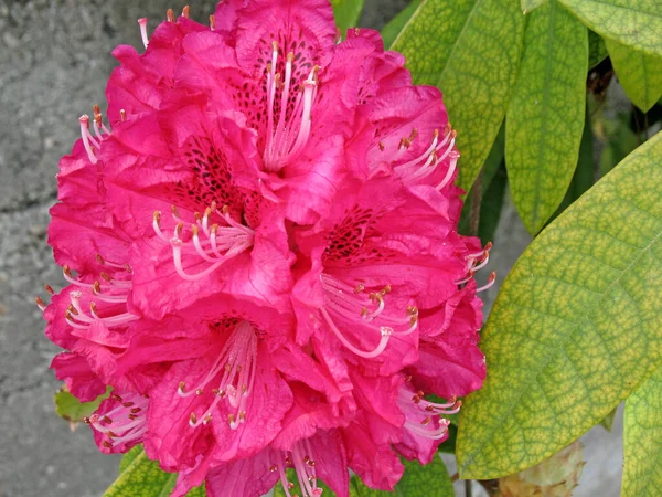 Hermoso Primer Plano Flores Rododendro Rosa Flor —  Fotos de Stock