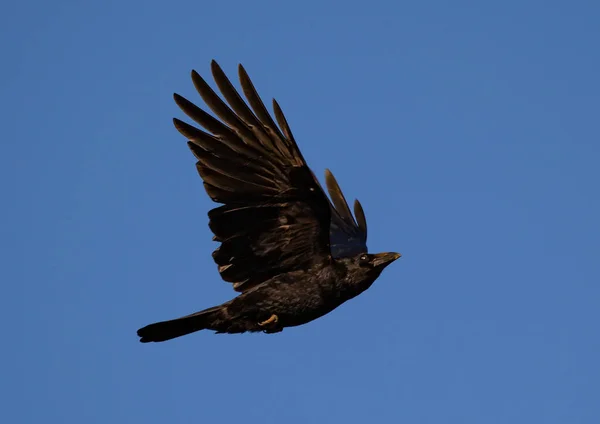 Een Zwarte Corvus Die Onder Blauwe Lucht Vliegt — Stockfoto