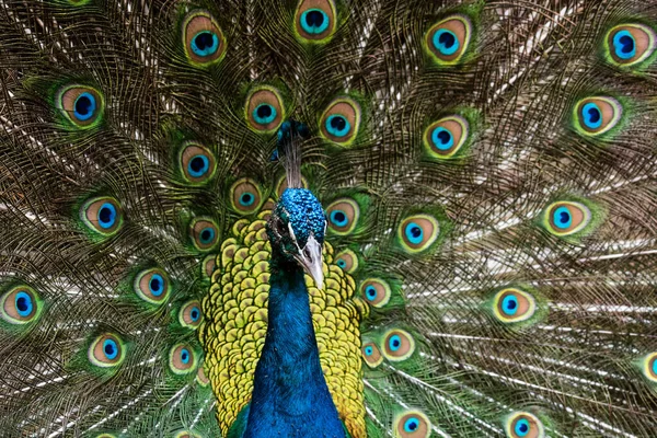 Beautiful Male Peafowl Opened Feathers — Stock Photo, Image