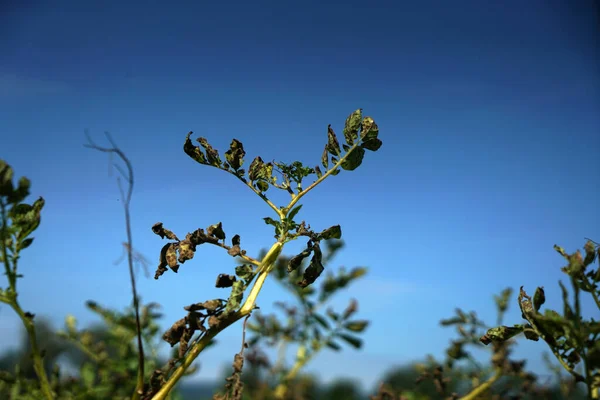 背景に青い空の緑の木の枝の低角度ショット — ストック写真