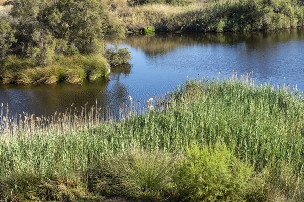 Een Prachtig Schot Van Een Rivier Met Bomen Ernaast — Stockfoto