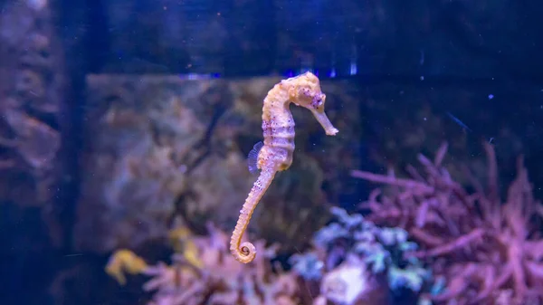 Eine Nahaufnahme Von Seepferdchen Die Aquarium Schwimmen Vor Dem Hintergrund — Stockfoto