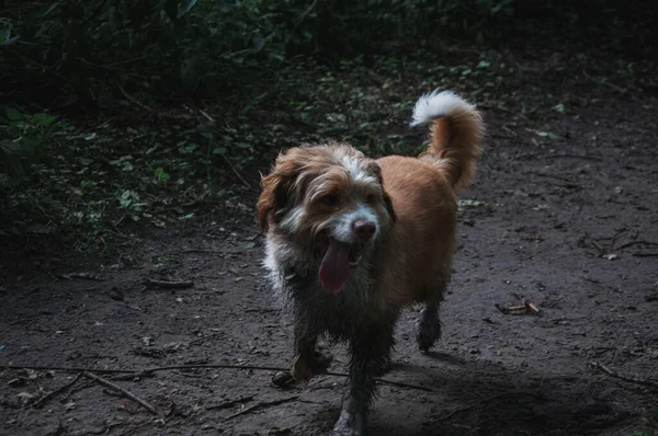 森の中を走るふわふわの愛らしい犬 — ストック写真