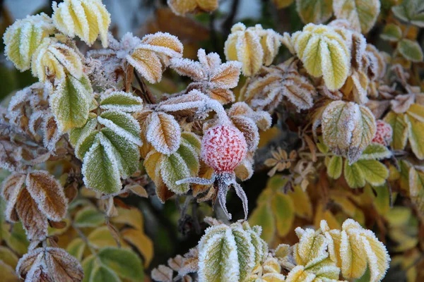 一种覆满冰雪的覆盆子植物的特写 — 图库照片