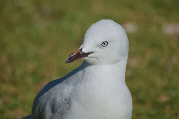 Primer Plano Una Gaviota Suelo Cubierto Hierba Durante Día — Foto de Stock