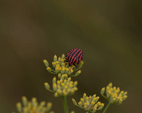 Primer Plano Escarabajo Italiano Rayas Sobre Una Flor Campo Con — Foto de Stock