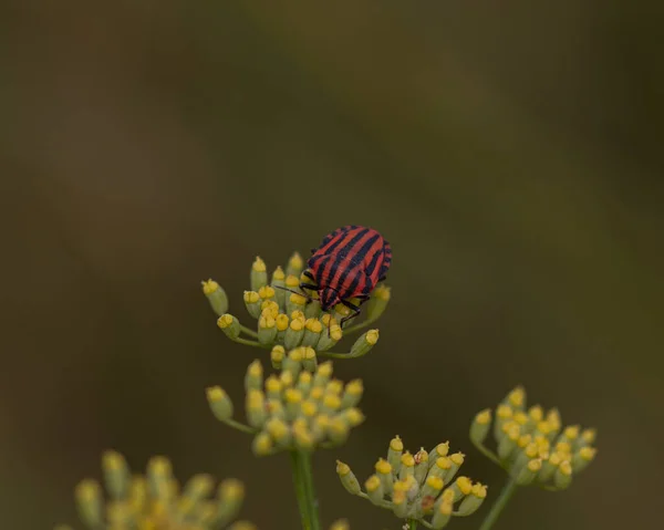 Gros Plan Scarabée Rayé Italien Sur Une Fleur Dans Champ — Photo