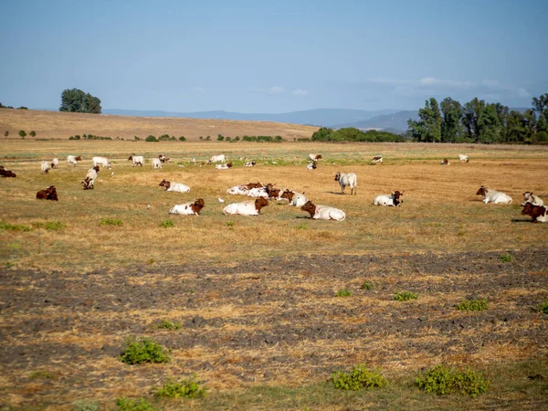 Una Manada Vacas Pastando Campo Rural —  Fotos de Stock