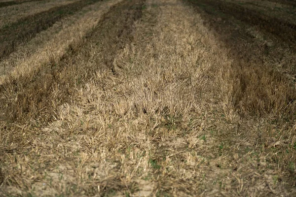 Величезне Пшеничне Поле Вдень — стокове фото