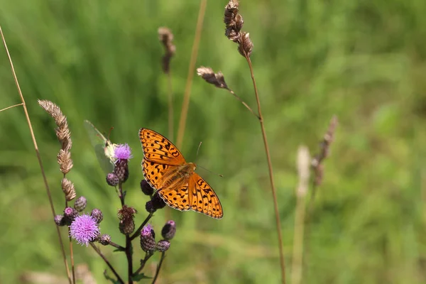 Beau Papillon Assis Sur Une Fleur — Photo