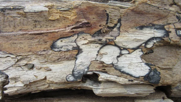 Detailed Closeup Wood Surface Brown Gray Colors — Stock Photo, Image