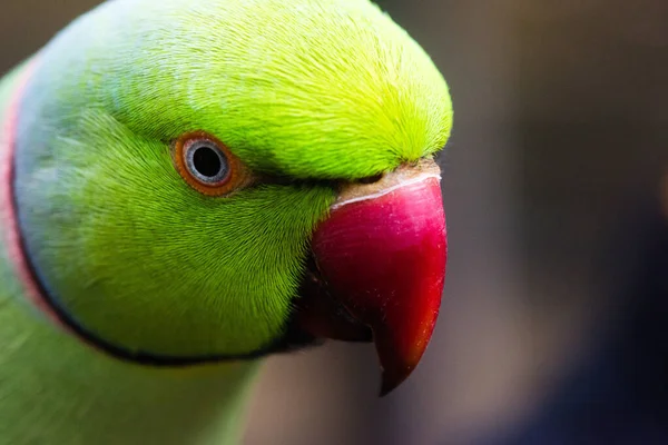 Крупный План Зеленой Влюблённой Птицы Размытым Фоном — стоковое фото