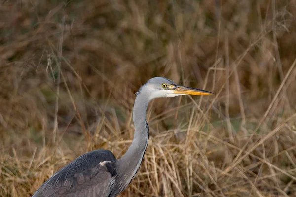 Nahaufnahme Eines Reihers Der Natur — Stockfoto