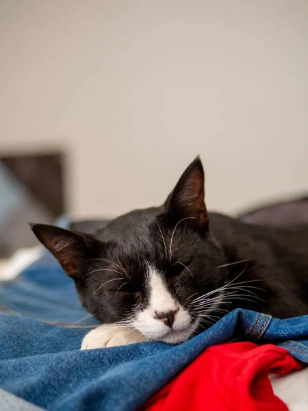 주둥이를 귀여운 흑인잠자는 고양이 — 스톡 사진