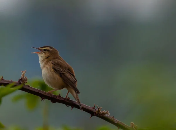 Nahaufnahme Eines Nachtigallenvogels Auf Einem Ast — Stockfoto