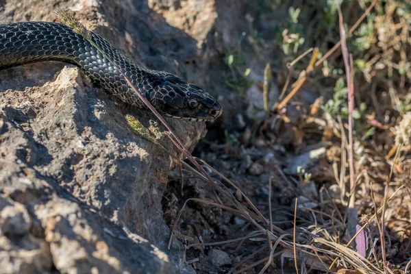 Egy Felnőtt Fekete Nyugati Ostorkígyó Hierophis Viridiflavus Sziklákon Csúszkál Száraz — Stock Fotó