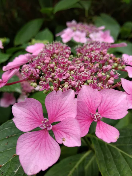 Tiro Vertical Flores Hortensia Rosa Fundo Borrado — Fotografia de Stock