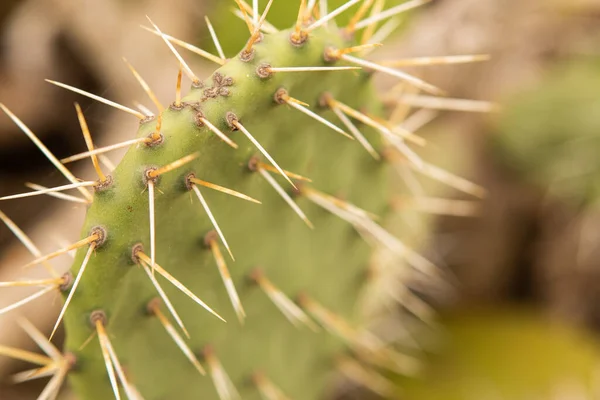 Makró Felvétel Egy Kaktusznövény Hosszú Gerincéről — Stock Fotó