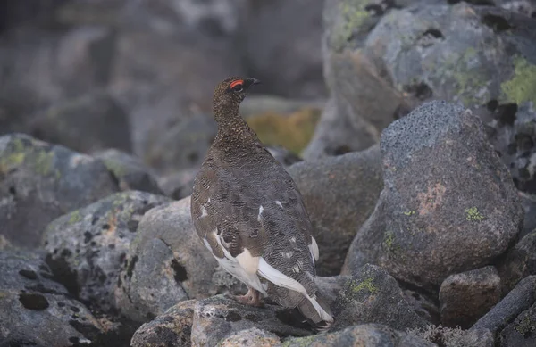 Rock Ptarmigan Yakın Çekimi — Stok fotoğraf