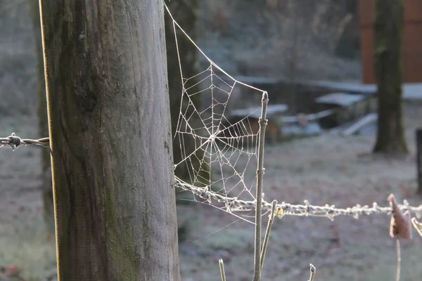 Primer Plano Una Tela Araña Palo Cerca Una Columna Madera —  Fotos de Stock