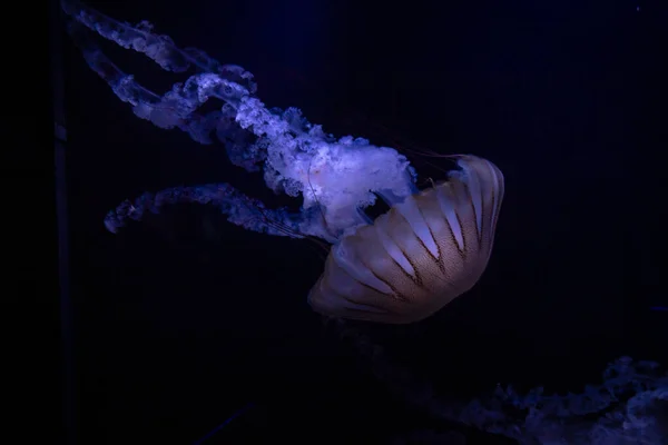 Крупный План Медузы Плавающей Аквариуме Неоновым Светом — стоковое фото