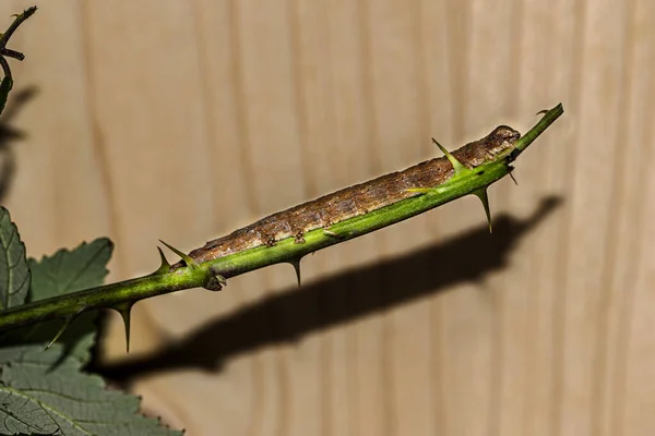 Primer Plano Gusano Marrón Arrastrándose Sobre Una Rama Delgada Verde —  Fotos de Stock