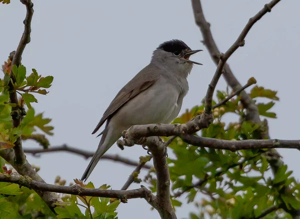 Gros Plan Oiseau Rossignol Sur Une Branche Arbre — Photo