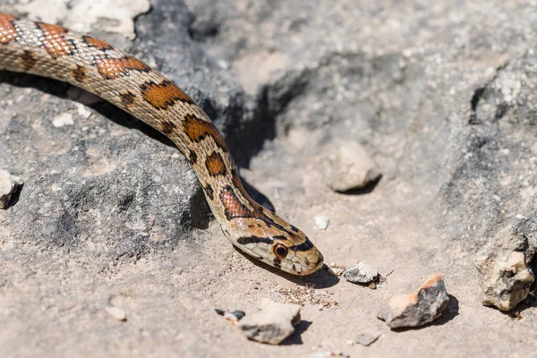 马耳他群岛的成年蛇类或欧洲老鼠蛇Zamenis Situla 一种流行蛇类 的脸和头的宏观特写 — 图库照片