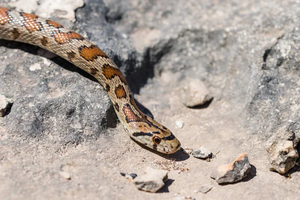 Yetişkin Bir Leopeard Yılanı Nın Avrupa Sıçan Yılanı Zamenis Sitülü — Stok fotoğraf