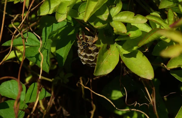 Closeup Focus Shot Wasp Building Nest — Stock Photo, Image