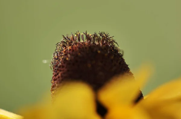 Посередині Квіткової Головки Рудбекія Хірта Називається Чорнооким Сьюзан — стокове фото