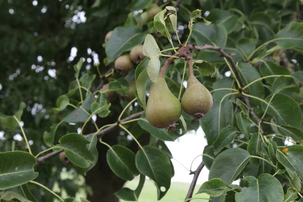 一棵生长在树上的尚未成熟的梨的特写镜头 — 图库照片