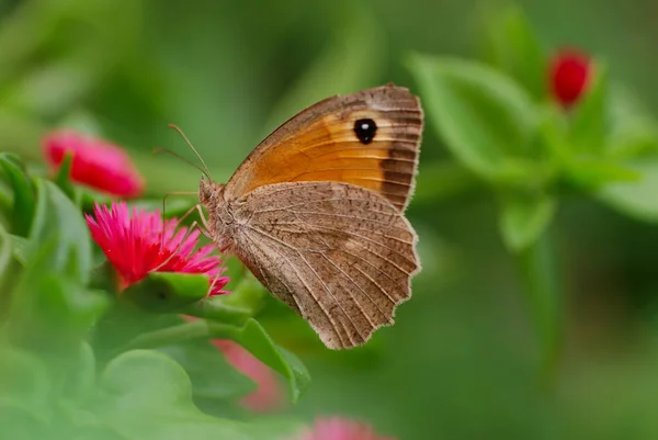ピンクの花に茶色の蝶の選択的な焦点ショット — ストック写真