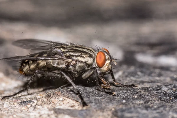 Eine Selektive Fokusaufnahme Einer Fliege Auf Einem Felsen — Stockfoto