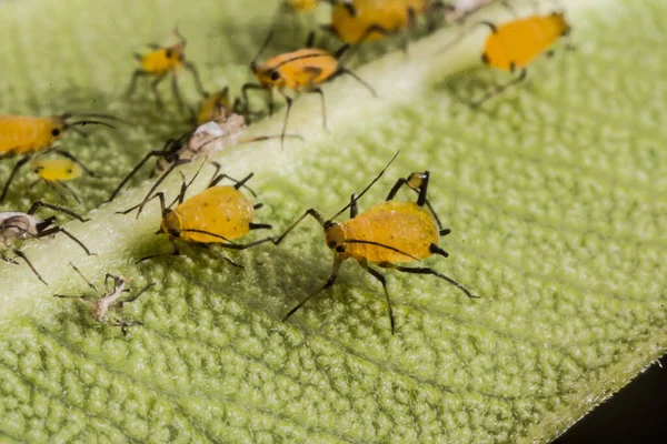 Closeup Shot Group Aphids Leaf — Stock Photo, Image