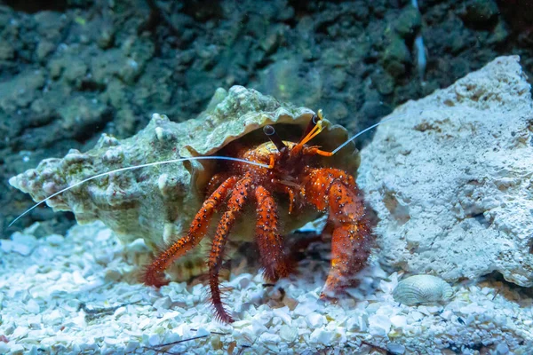 Closeup Hermit Crab Aquarium — Stock Photo, Image