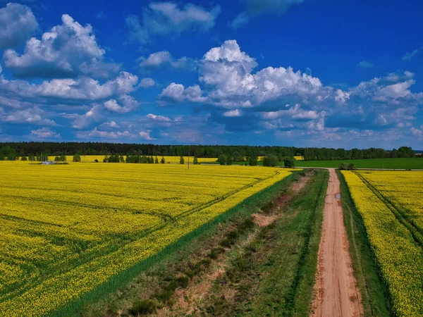 Beyaz Rusya Nın Minsk Bölgesindeki Bir Kolza Tarlasının Hava Görüntüsü — Stok fotoğraf