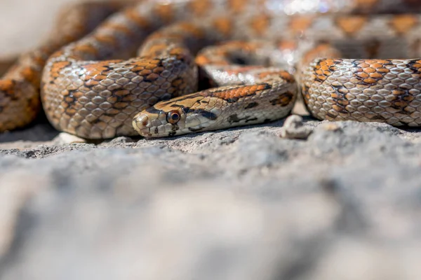 Close Macro Shot Face Head Adult Leopeard Snake European Ratsnake — Stock Photo, Image