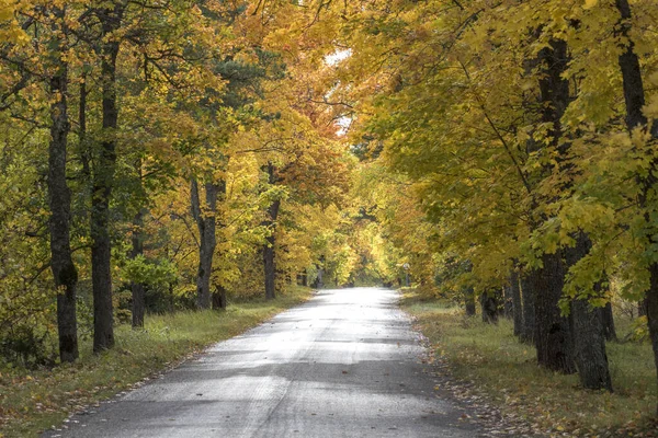 Uma Estrada Rodeada Árvores Outono Folhagem — Fotografia de Stock
